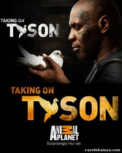 Смотреть Человек против природы: Новый вызов Тайсона SATRip 2011 / Taking On Tyson онлайн